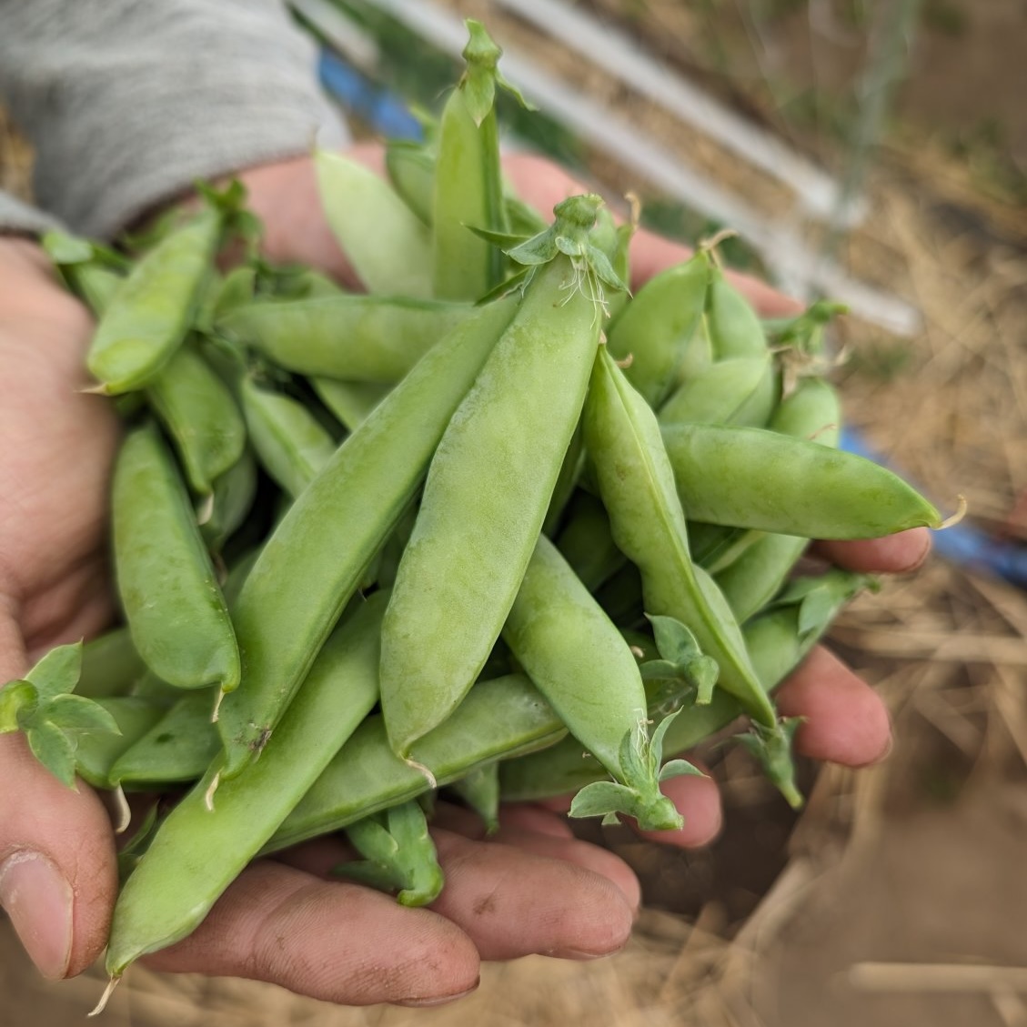 スナップエンドウ